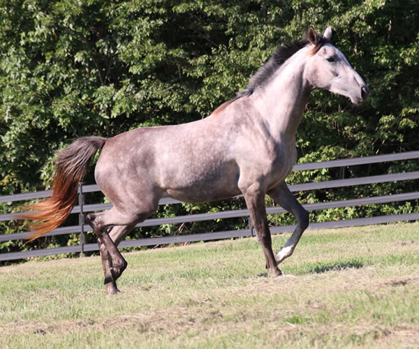 Top Honours by Nivor De Cardonne