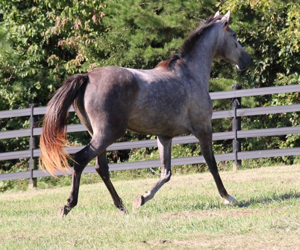 Top Honours by Nivor De Cardonne