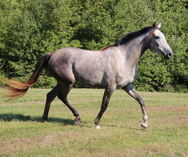 Top Honours by Nivor De Cardonne